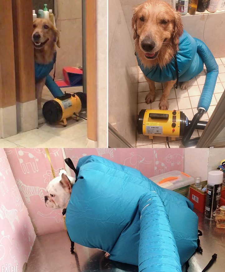 pet drying box for post-bath care